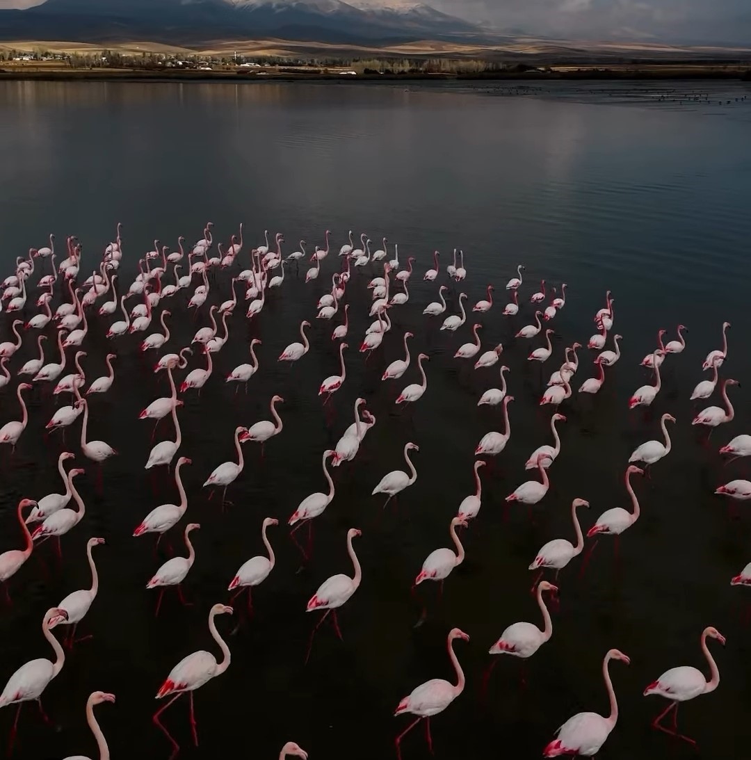Er&ccedil;ek G&ouml;l&uuml; narin misafirleri flamingoları ağırlamaya devam ediyor
