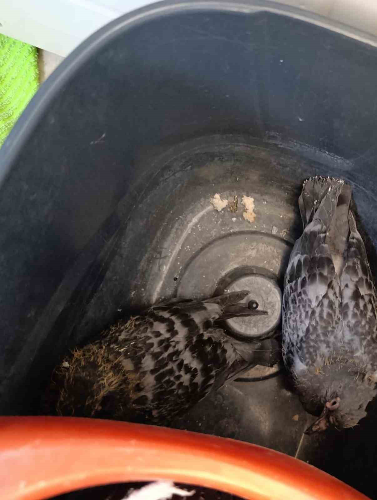 Yavru g&uuml;vercinlere hayat kurtaran m&uuml;dahale
