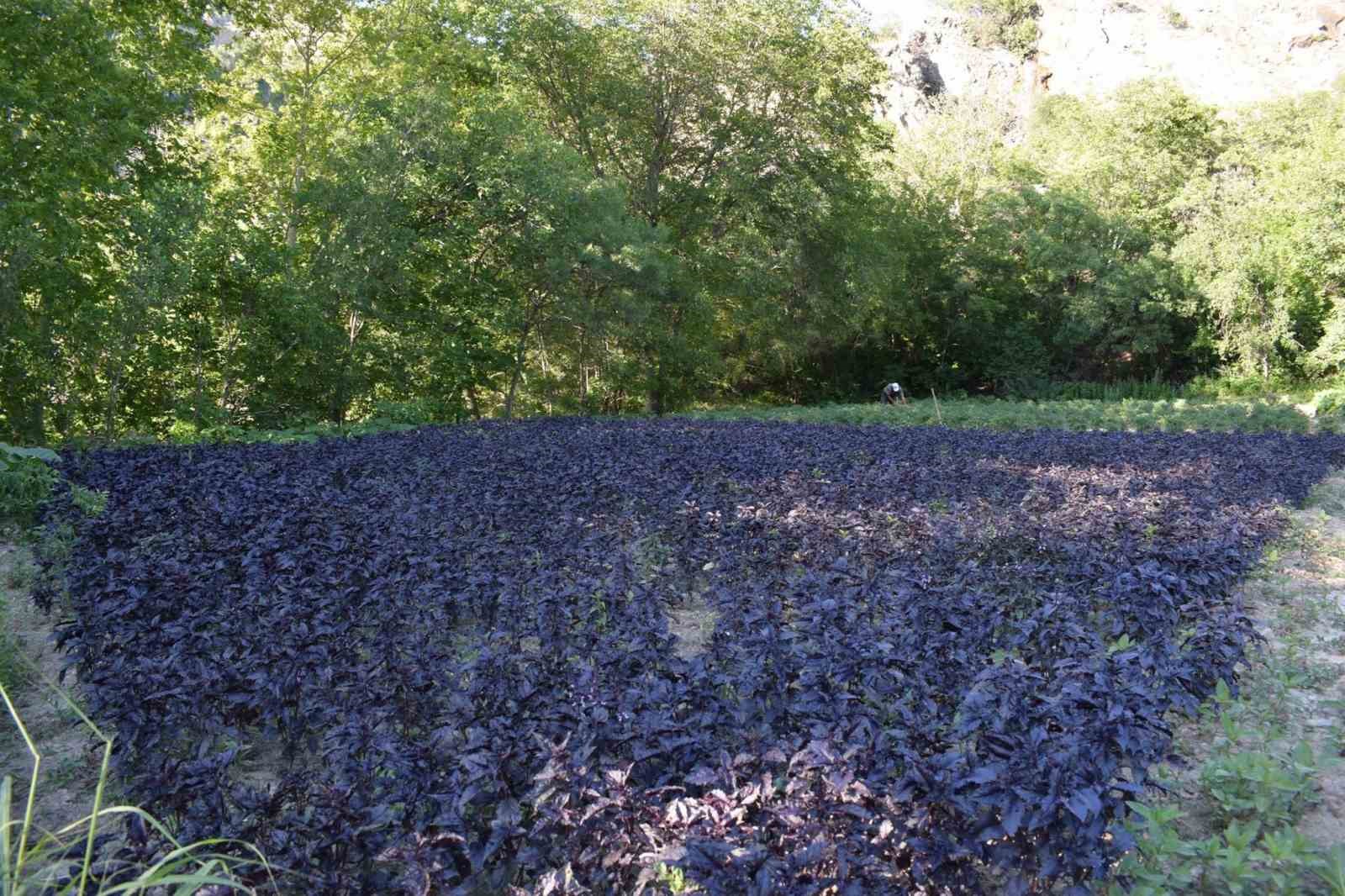 Tescilli Mor Reyhan bu kez dondurma oldu
