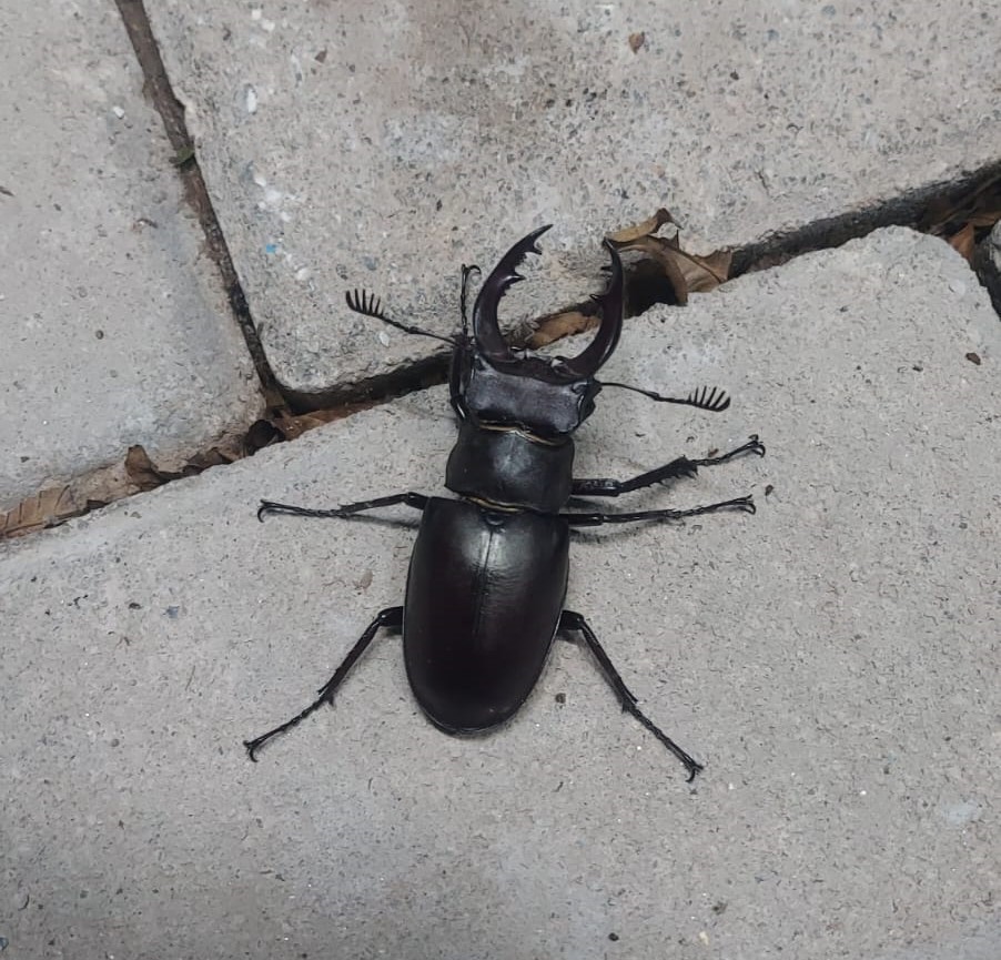 Nadir böcek türü geyik böceği Denizli’de görüldü