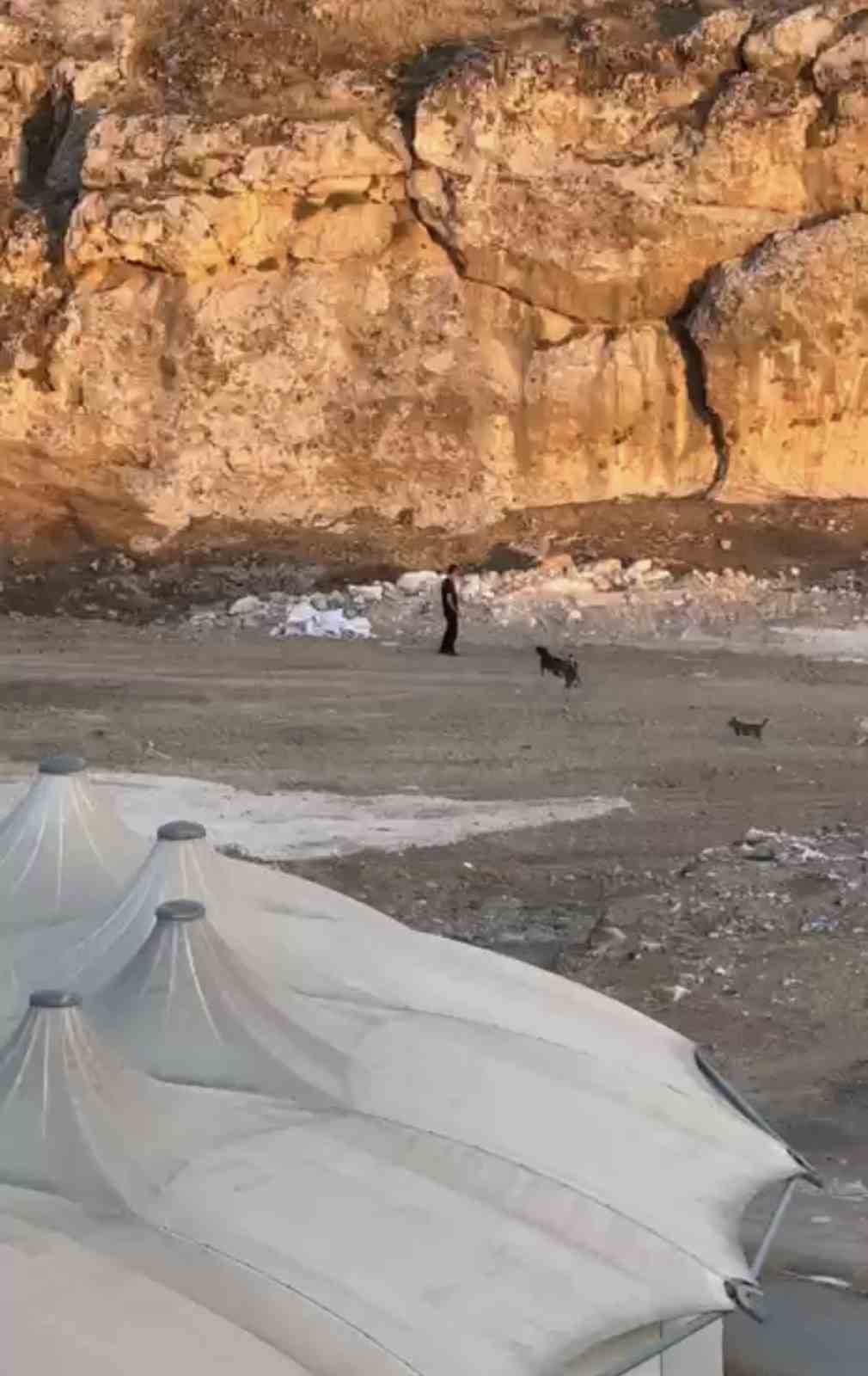 Köpeklerin saldırısına aldırış etmeden yoluna devam etti