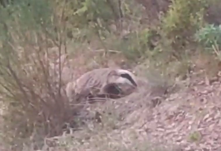 Nesli tükenmekte olan porsuk Buldan’da görüntülendi