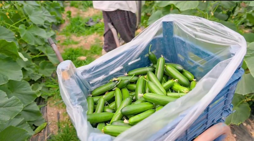Çameli, Güney Kore sahnesinden dünyaya tanıtıldı