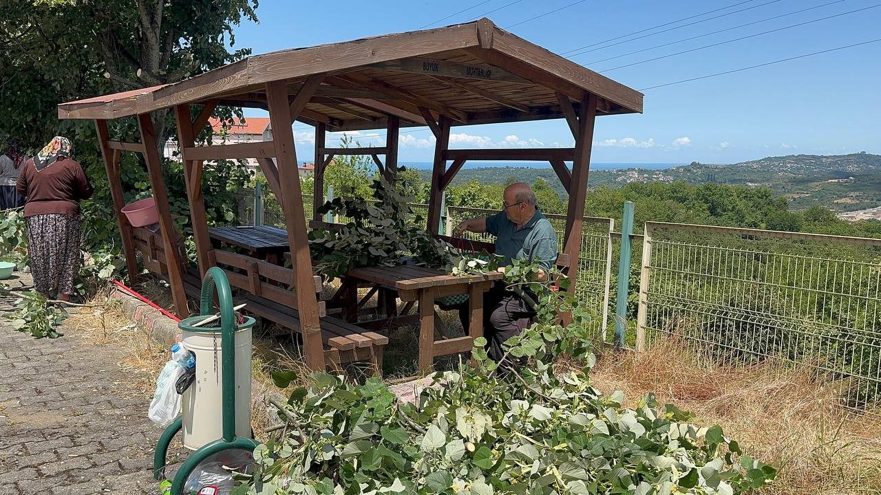Ihlamur ağaçlarında ’mis kokulu’ hasat başladı
