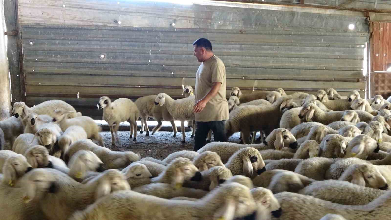 Yozgat’ta koyun kırkma mesaisi başladı
