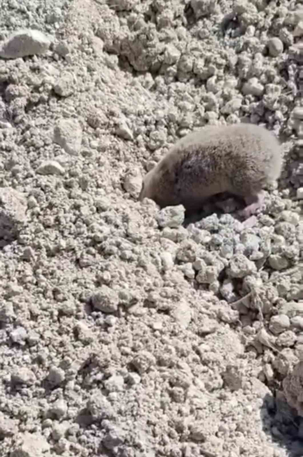 Toprağı eşeleyip ortadan kayboldu