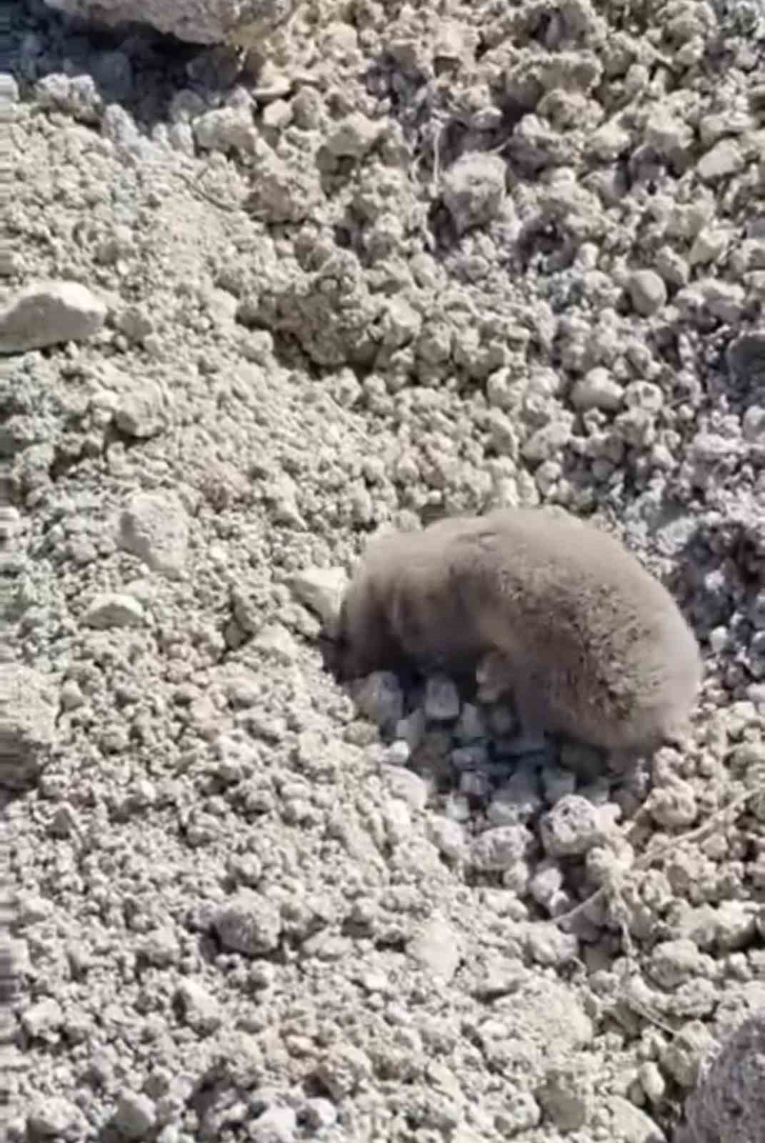 Toprağı eşeleyip ortadan kayboldu
