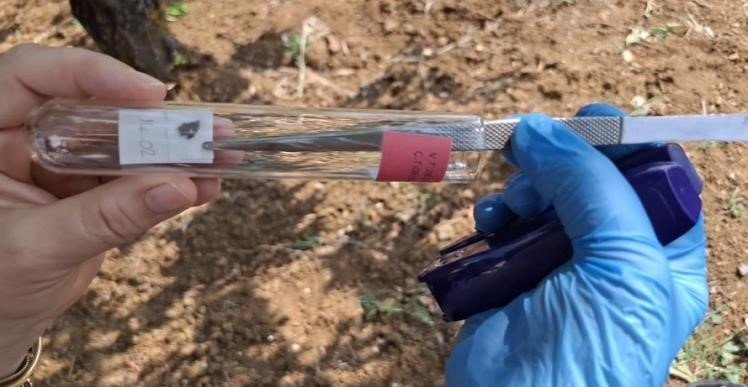 Bilecik’te görülen kahverengi kokarcaya samuray arısıyla çözüm