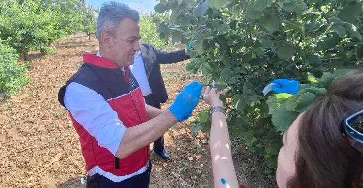 Bilecik’te görülen kahverengi kokarcaya samuray arısıyla çözüm
