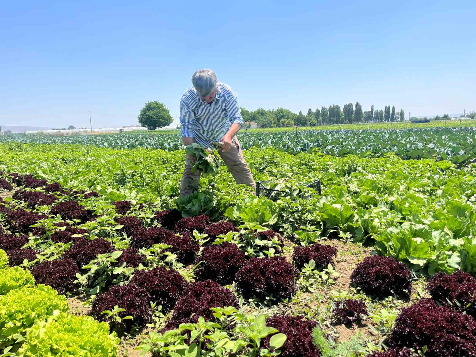 Marulun ekmeğini aracılar yiyor, çiftçi vatandaş mağdur
