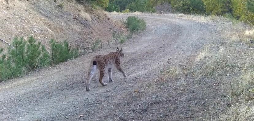 Çankırı’da yaban hayatı kamerada