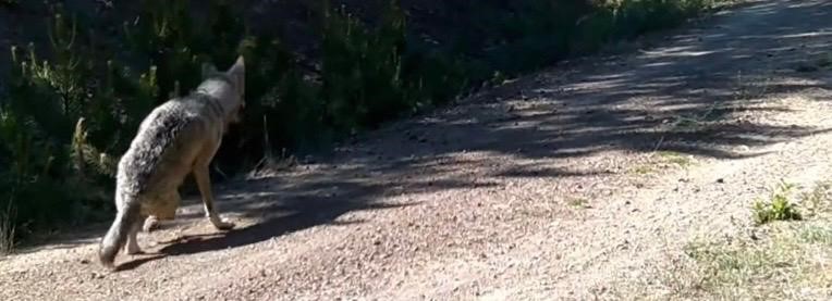 &Ccedil;ankırı&rsquo;da yaban hayatı kamerada
