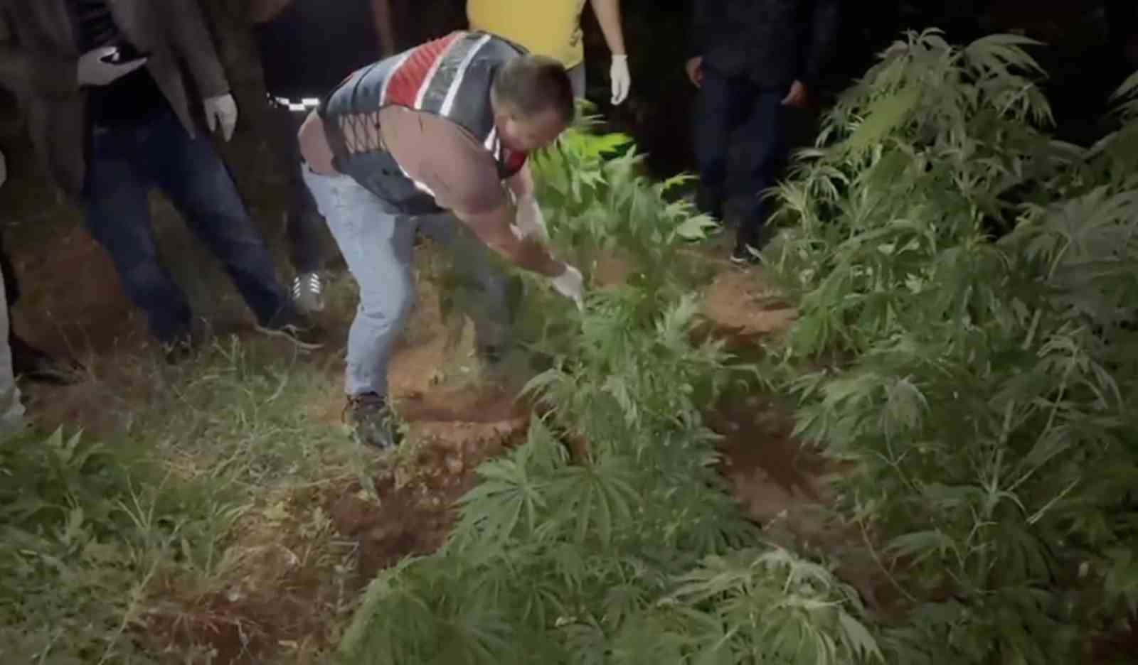 Kenevir bahçesine çevirilen eve jandarmadan operasyon: 2 gözaltı