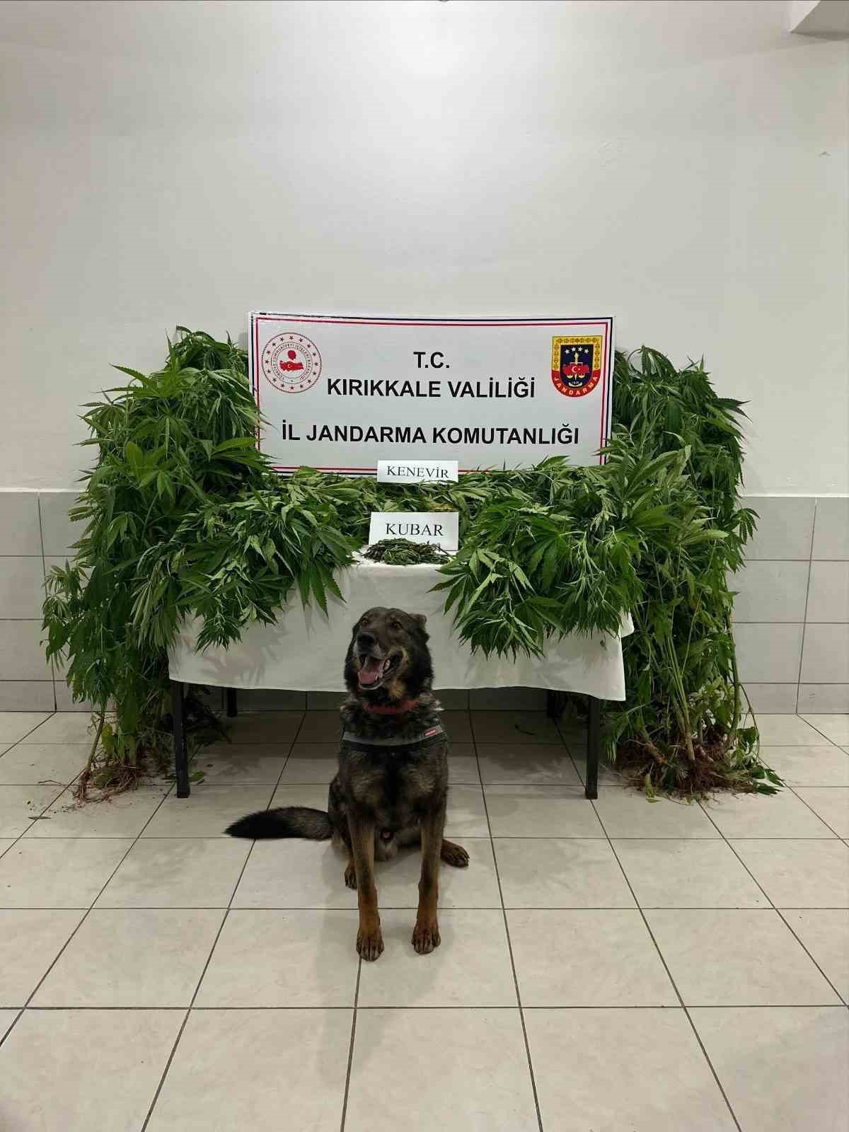 Kenevir bah&ccedil;esine &ccedil;evirilen eve jandarmadan operasyon: 2 g&ouml;zaltı
