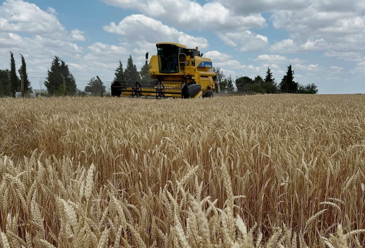 Hayrabolu’da buğday hasadı başladı