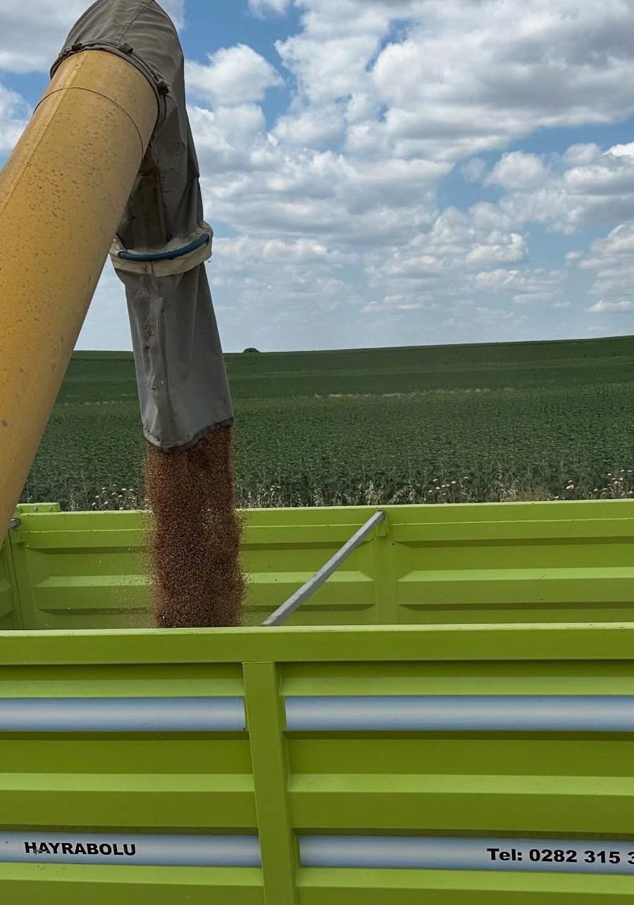 Hayrabolu&rsquo;da buğday hasadı başladı
