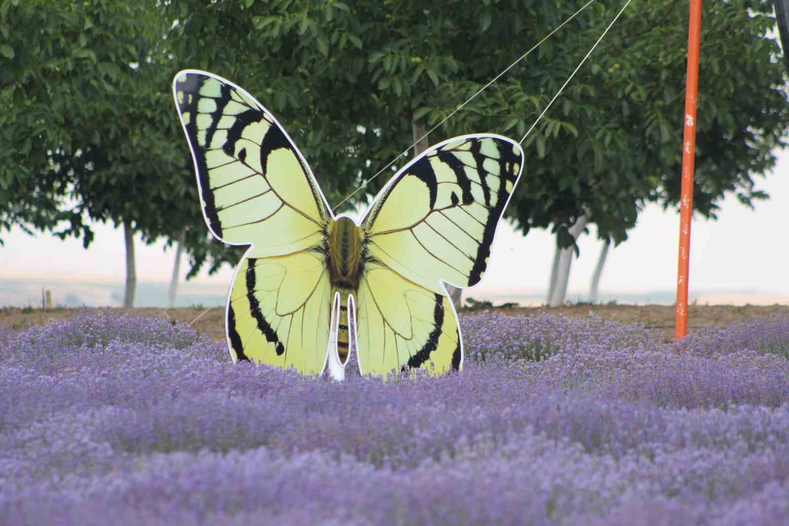 Tekirdağ’da lavanta tarlaları görsel şöleniyle büyülüyor