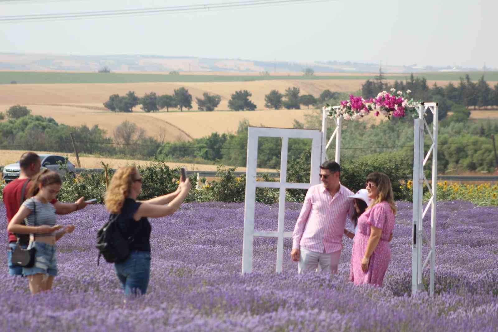 Tekirdağ&rsquo;da lavanta tarlaları g&ouml;rsel ş&ouml;leniyle b&uuml;y&uuml;l&uuml;yor
