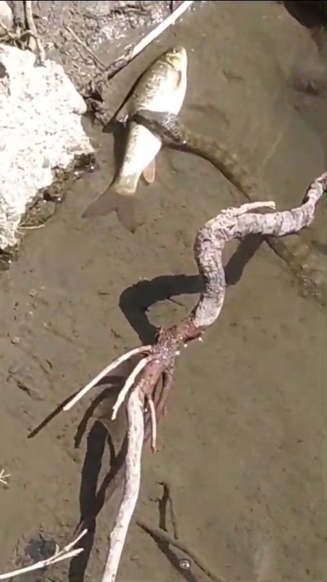 Yılan, avladığı balığı çıkan sesle bıraktı