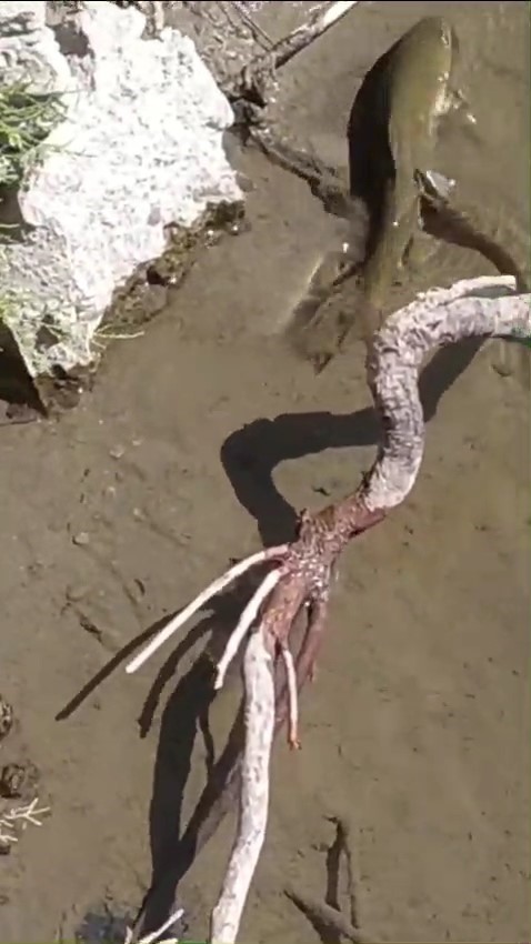 Yılan, avladığı balığı &ccedil;ıkan sesle bıraktı
