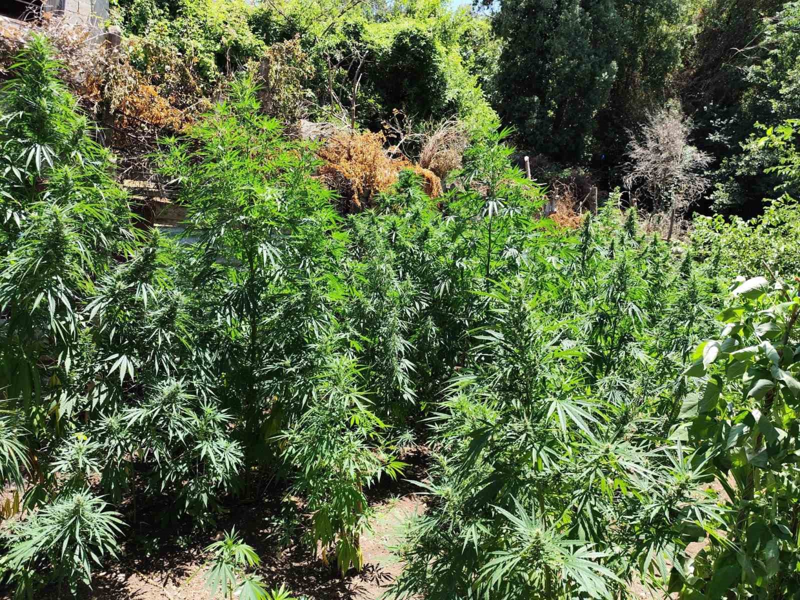 Kenevir bahçesine çevirilen eve jandarmadan operasyon: 1 gözaltı