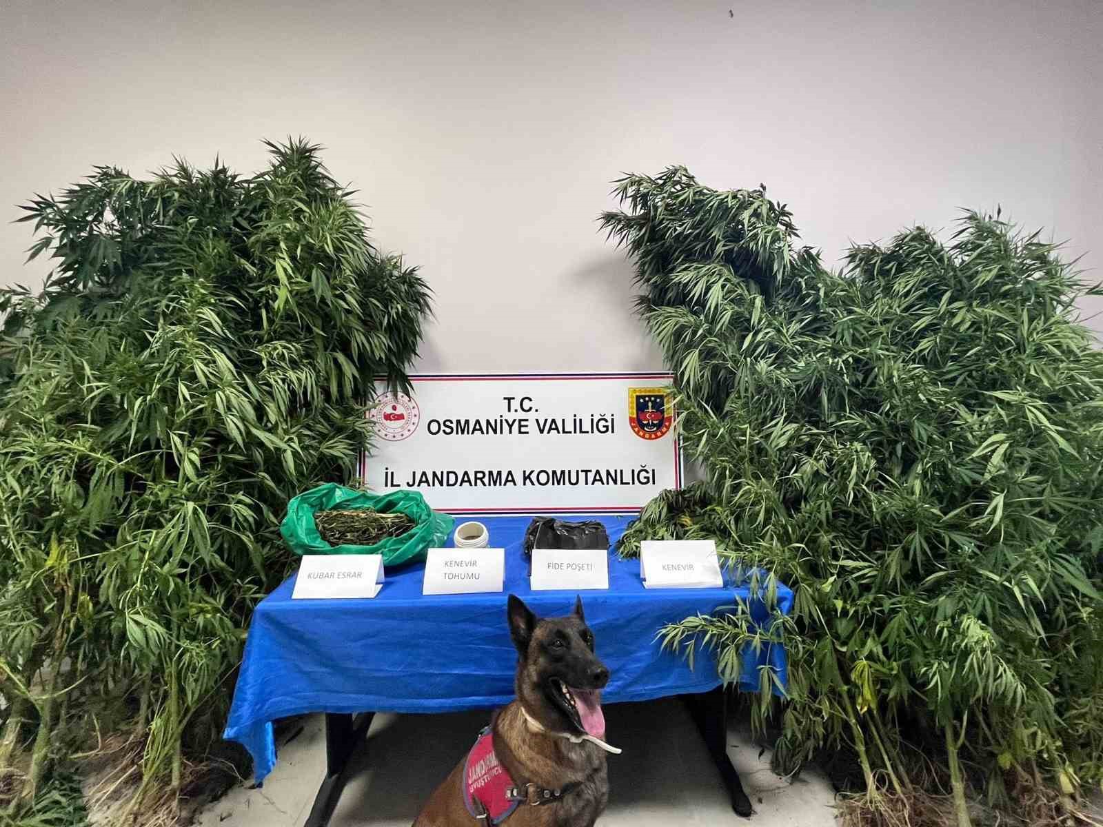 Kenevir bah&ccedil;esine &ccedil;evirilen eve jandarmadan operasyon: 1 g&ouml;zaltı
