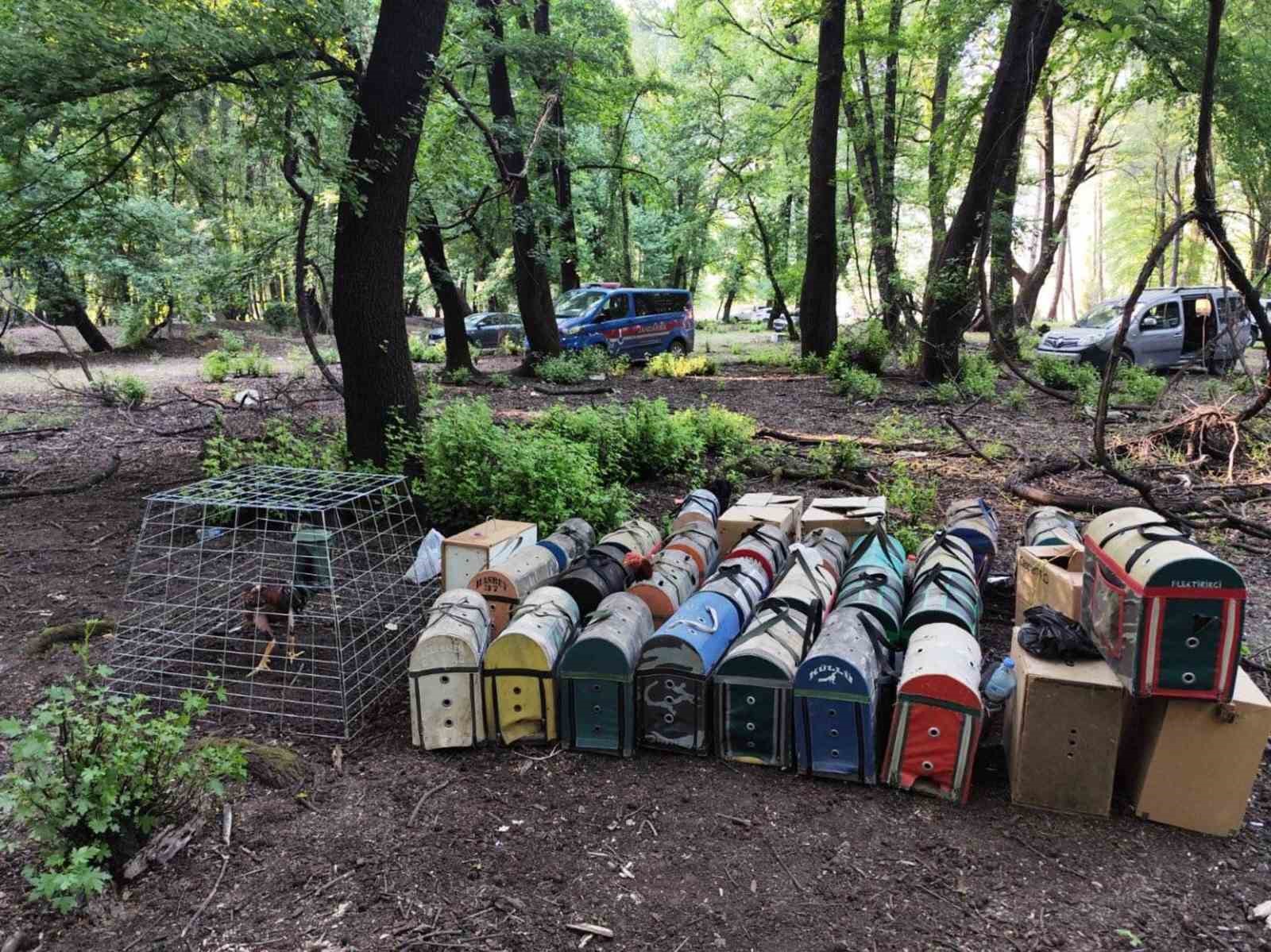 Hayvanları koruma derneği başkanı horoz dövüştürürken yakalandı