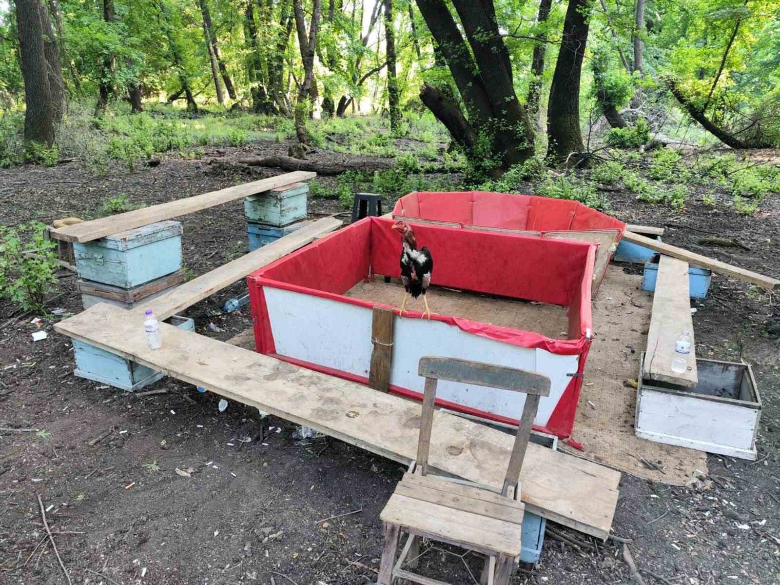 Hayvanları koruma derneği başkanı horoz d&ouml;v&uuml;şt&uuml;r&uuml;rken yakalandı
