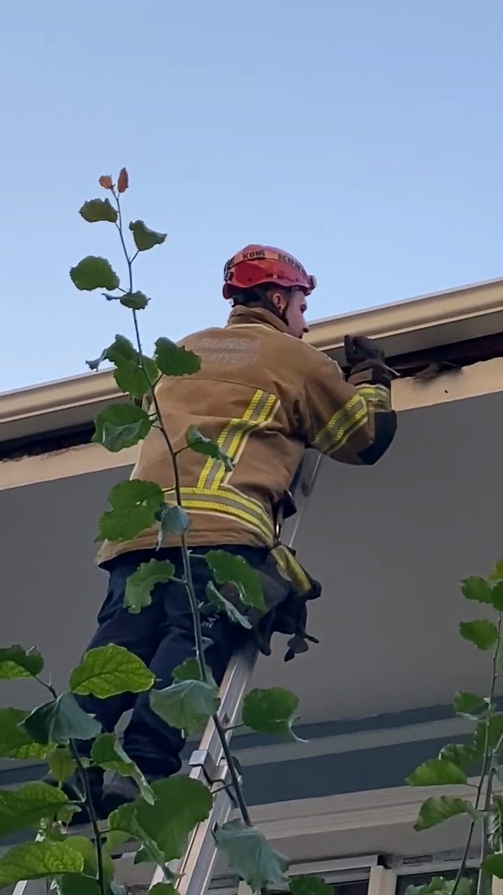 Çatıya sıkışan kuş itfaiye tarafından kurtarıldı