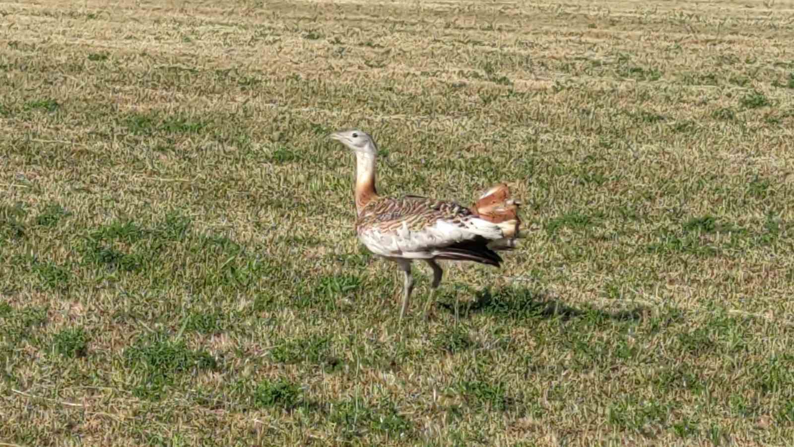 Tedavisi tamamlanan toy kuşu doğaya salındı