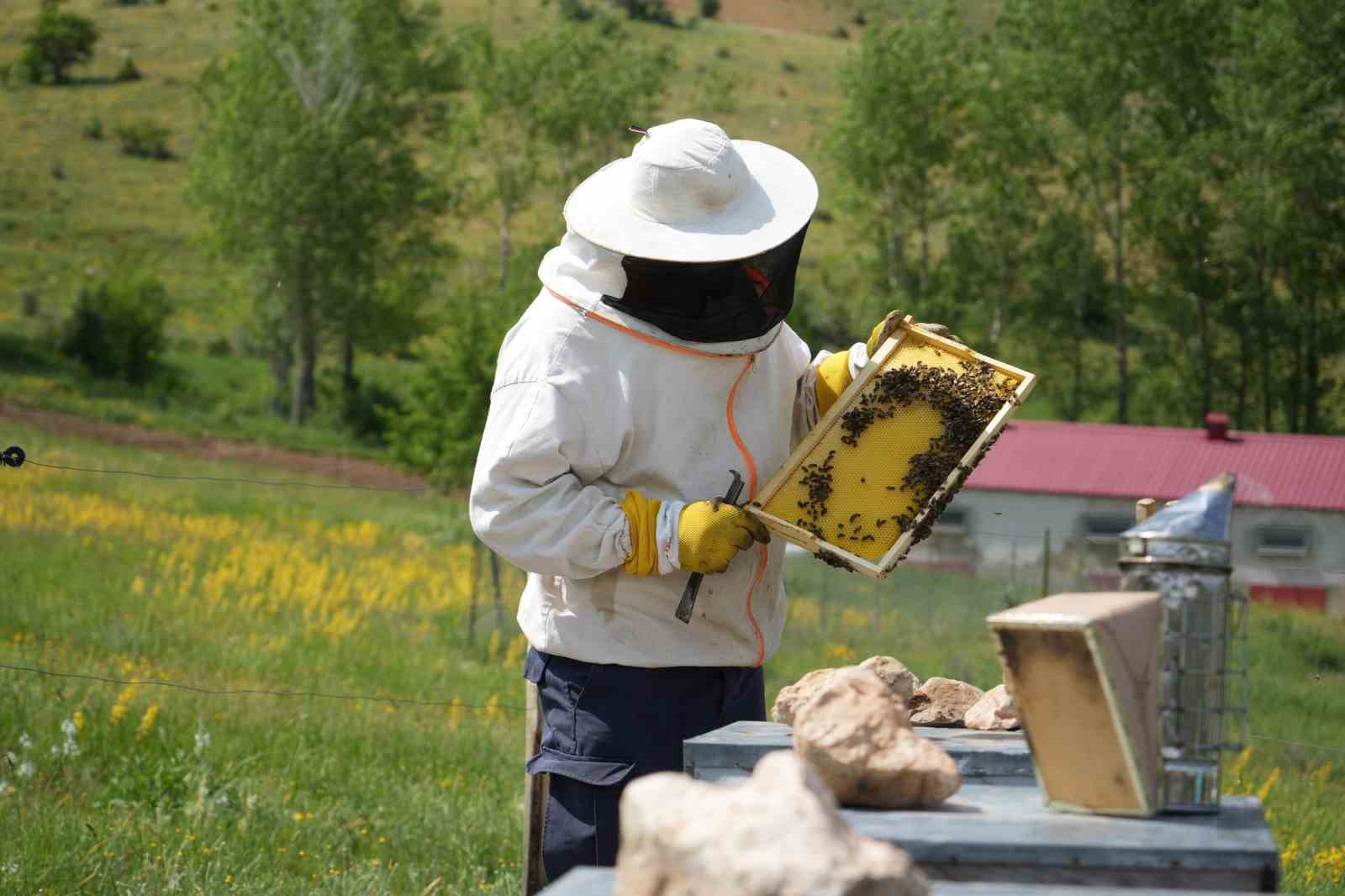 Bayburt’un bin 850 rakımlı yaylasında doğal bal üretiliyor: Bu sene yüksek rekolte yüz güldürecek