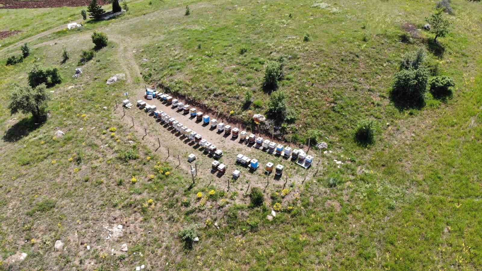 Bayburt’un bin 850 rakımlı yaylasında doğal bal üretiliyor: Bu sene yüksek rekolte yüz güldürecek
