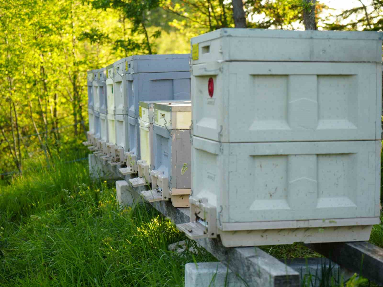 Filmlere konu olan deli balda üretim sezonu sürüyor
