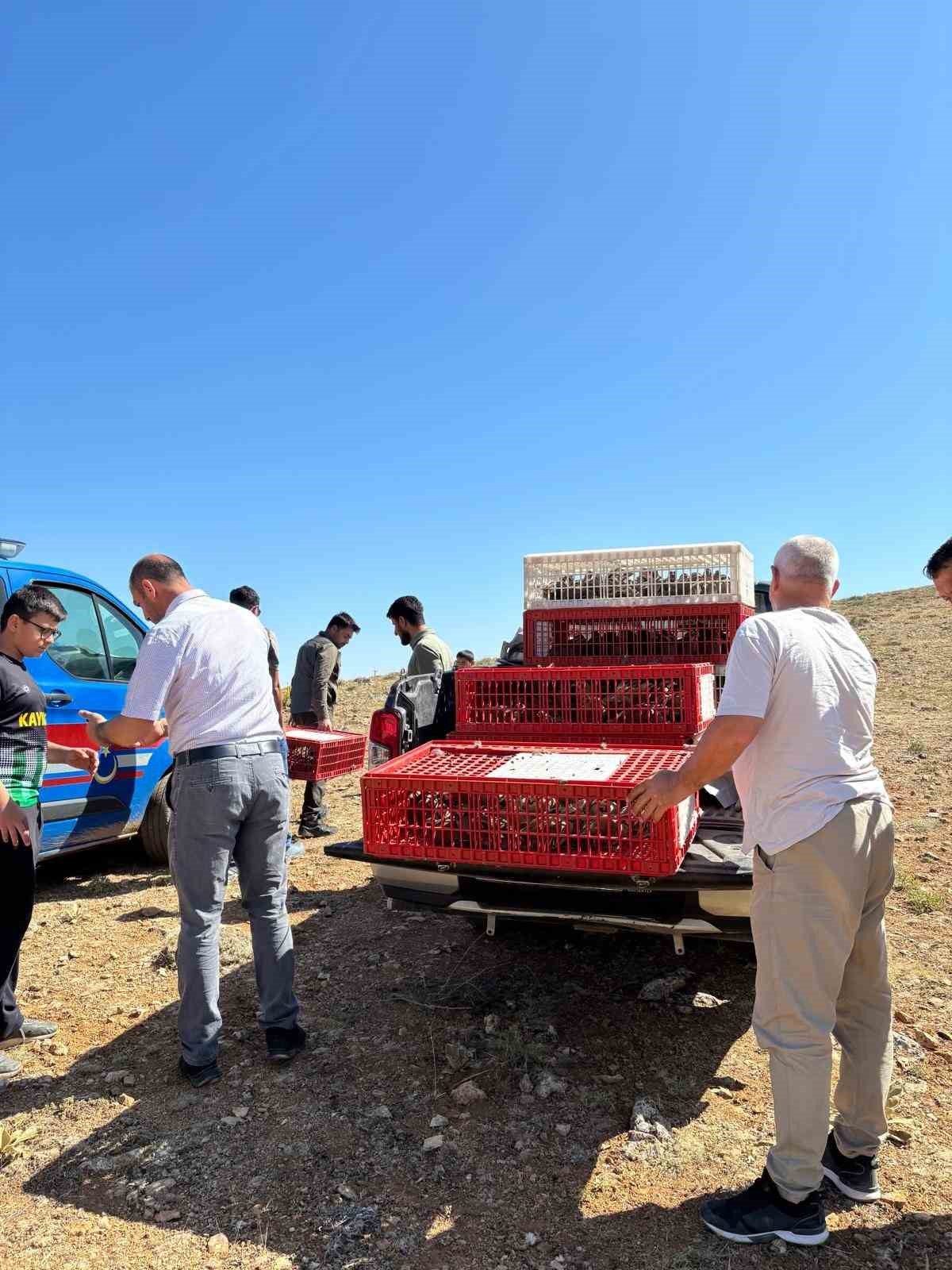 S&uuml;ne b&ouml;ceğiyle m&uuml;cadele i&ccedil;in Arayıt Dağı&rsquo;na 500 keklik salındı
