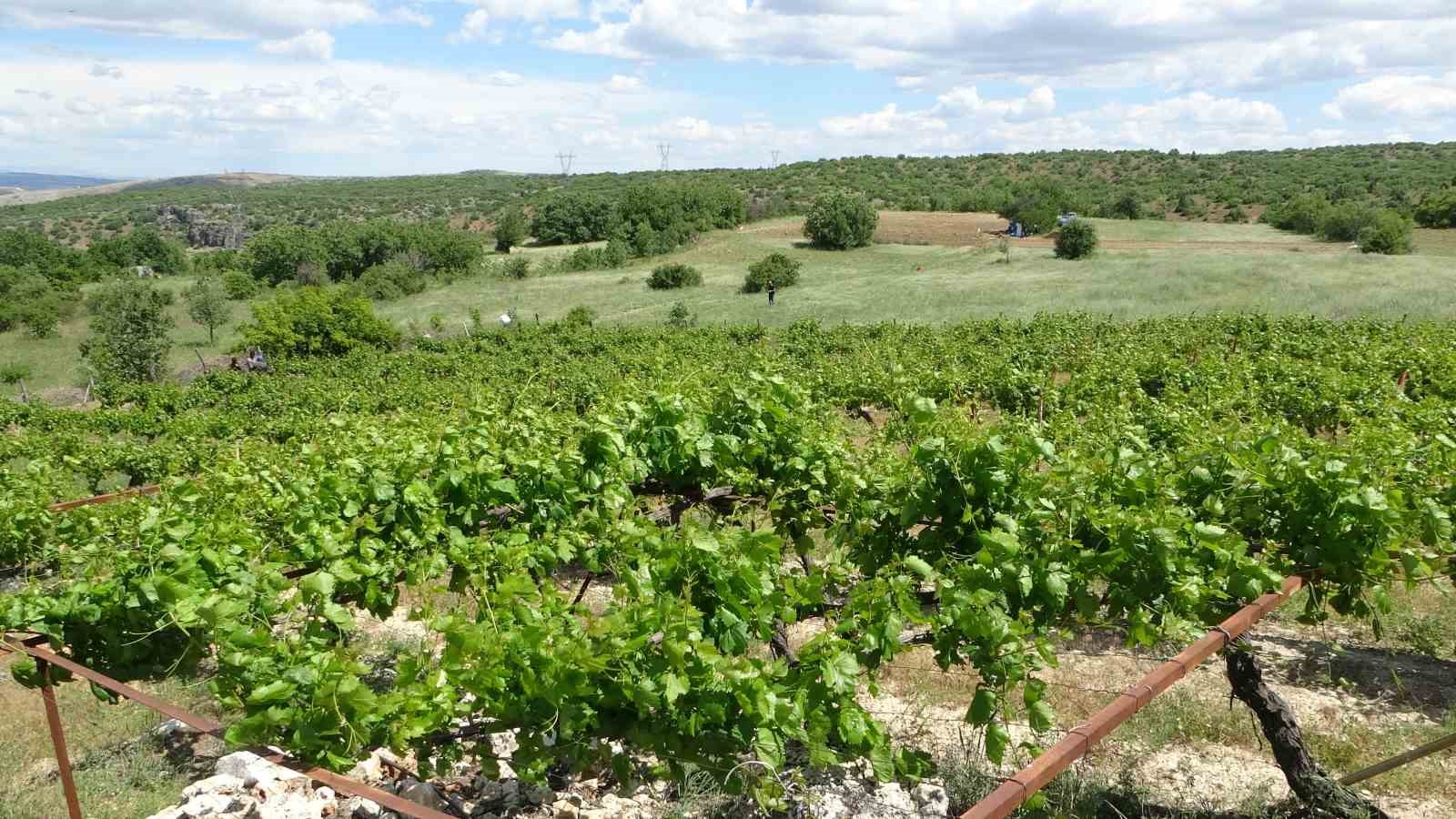 Arapgir’de bağlardan üzüm değil, yaprak toplanıyor