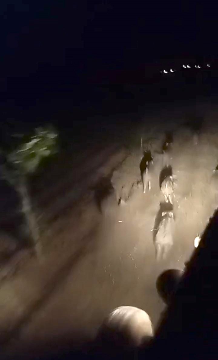 Domuz sürüsünü sessizce kovaladı