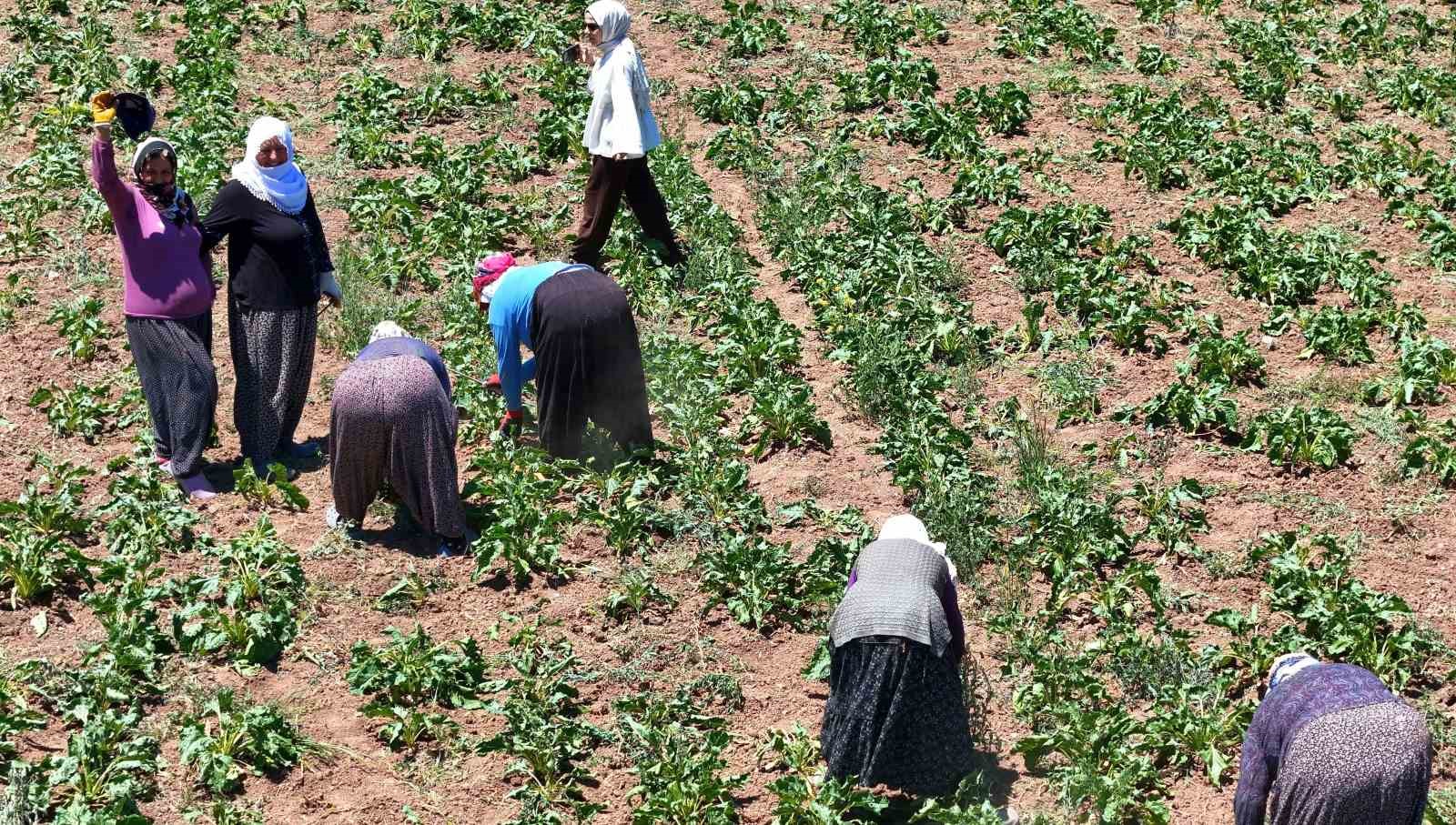 Erzincan&rsquo;da kadın tarım iş&ccedil;ileri g&uuml;neşin altında alın teriyle pancar &uuml;retiyor
