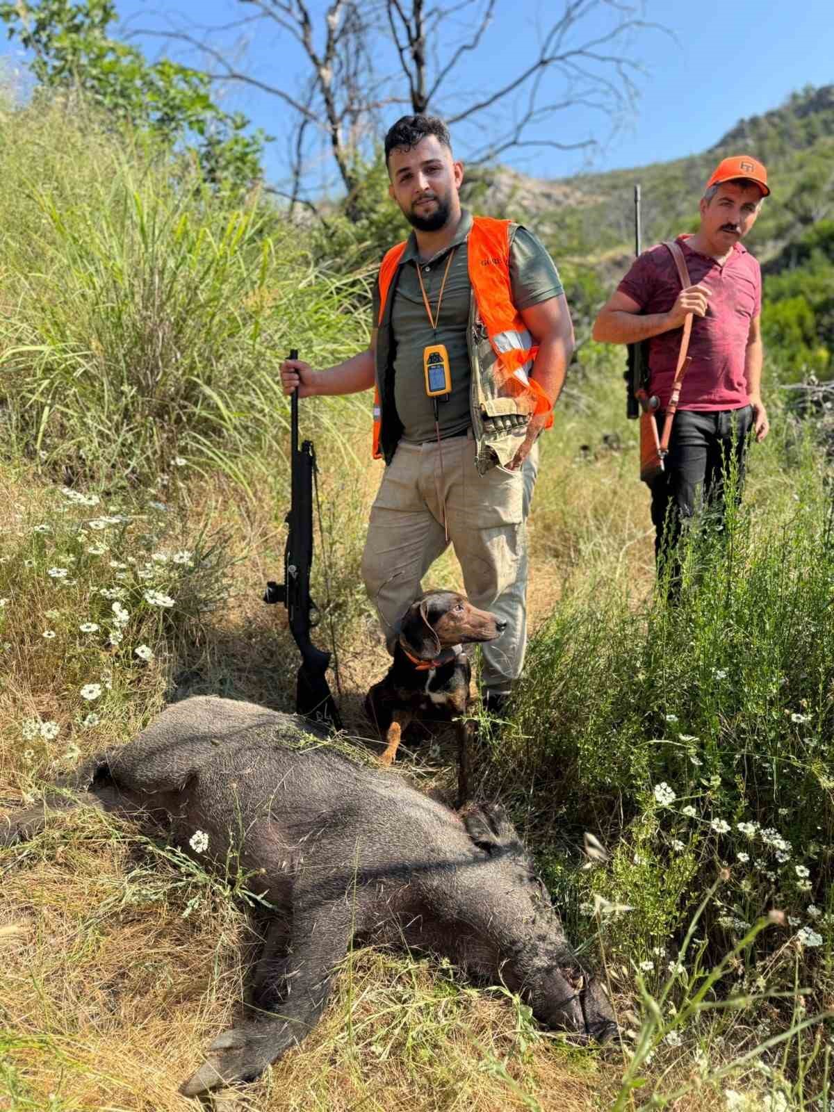 G&uuml;ndoğmuş&rsquo;ta domuz s&uuml;rek avı d&uuml;zenlendi
