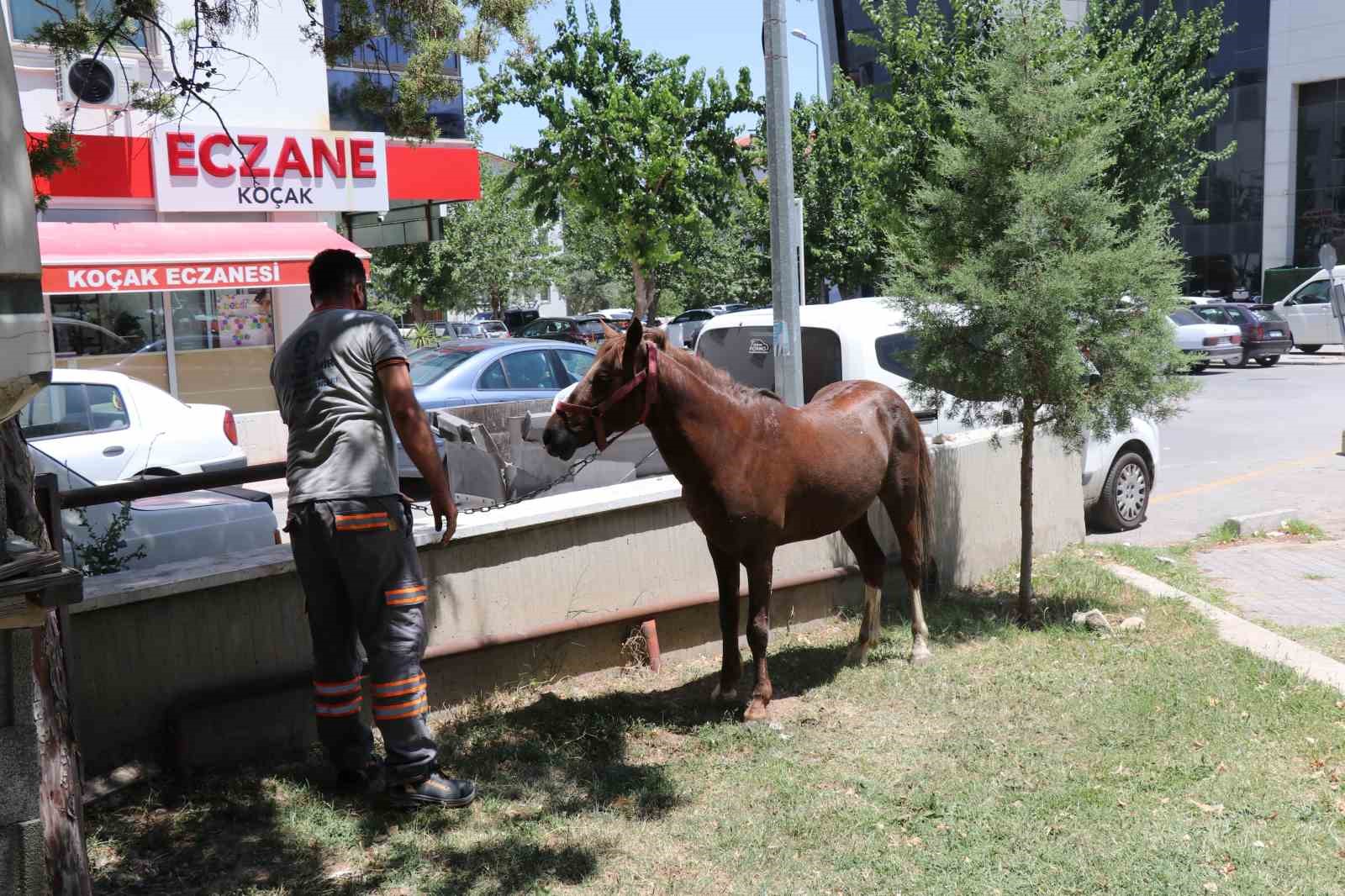 Ahırdan ka&ccedil;an at ekiplere zor anlar yaşattı
