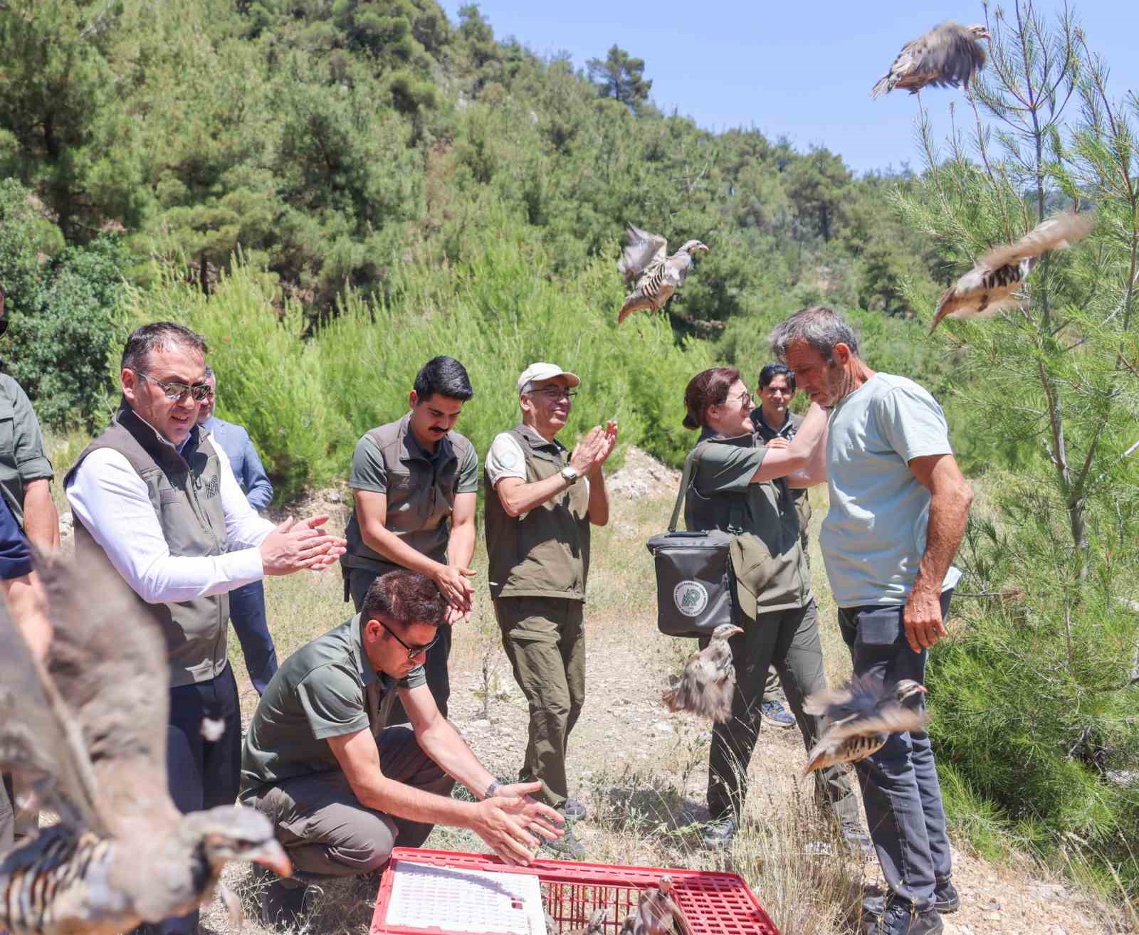 300 kınalı keklik doğaya salındı