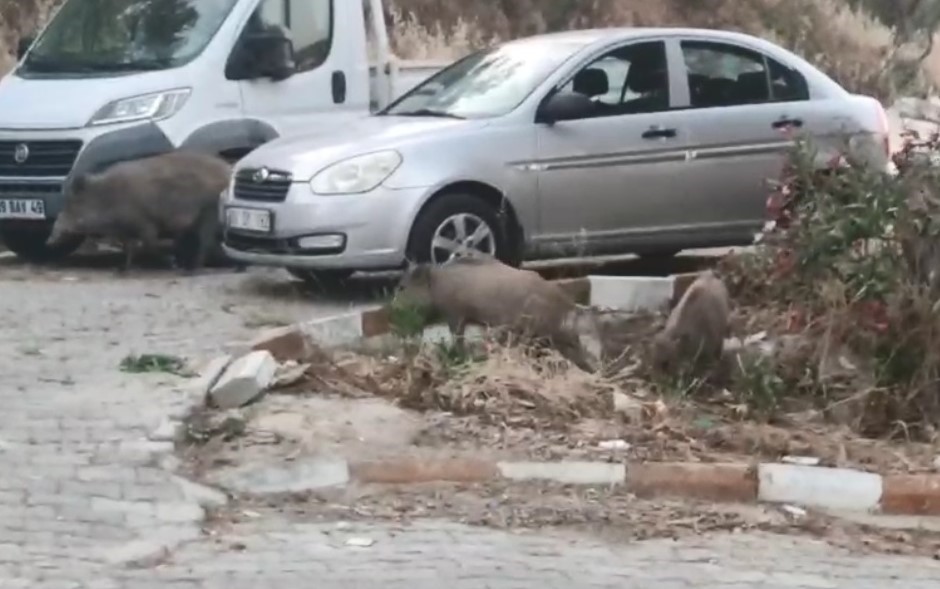 Kuşadası sokaklarında domuz istilası