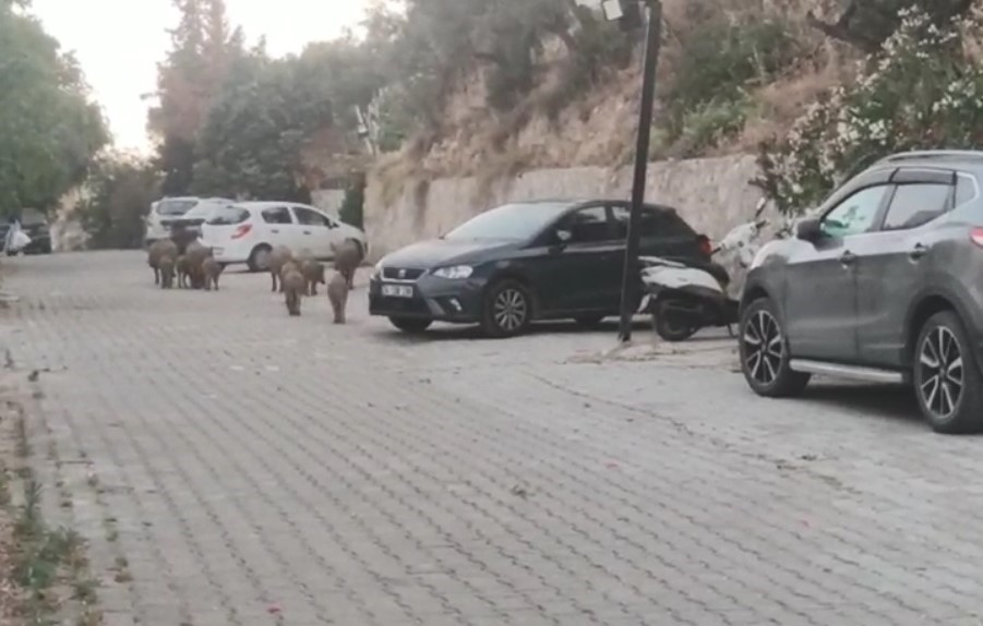Kuşadası sokaklarında domuz istilası
