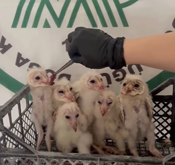 Şırnak’ta 6 peçeli baykuş kurtarıldı