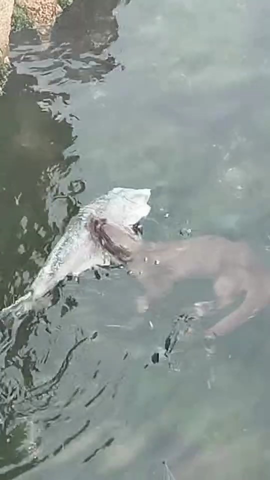 Marmara’da nadir görülen su samurları, Tekirdağ kıyılarında görüntülendi