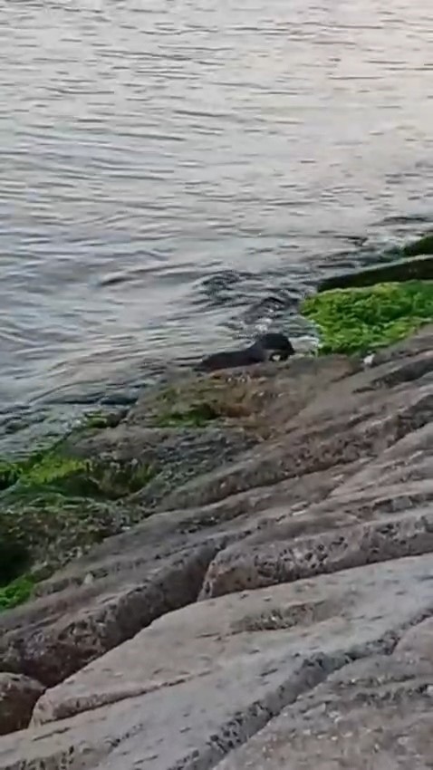 Marmara’da nadir görülen su samurları, Tekirdağ kıyılarında görüntülendi
