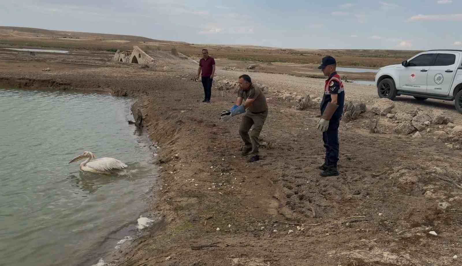 Yorgun pelikan tedavisinin ardından doğaya bırakıldı