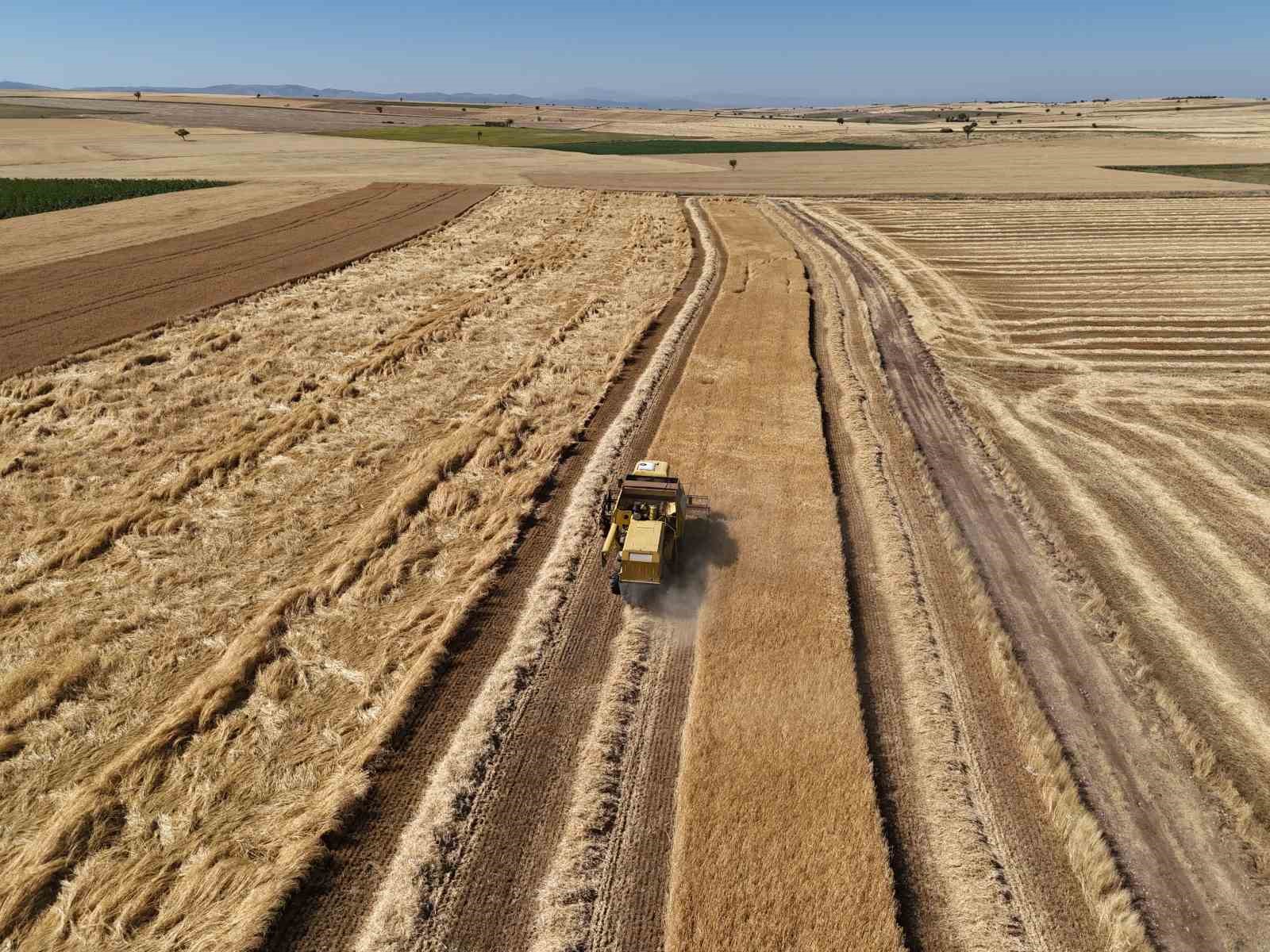 Uşak’ta kuraklığa dayanıklı arpa ve buğdayın hasadına başlandı