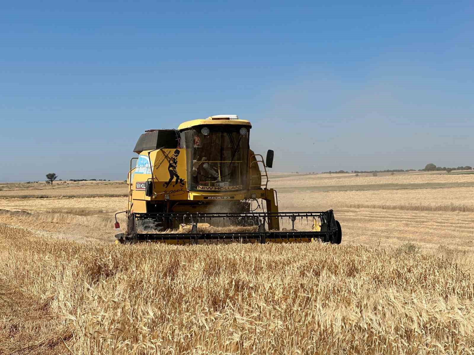 Uşak&rsquo;ta kuraklığa dayanıklı arpa ve buğdayın hasadına başlandı

