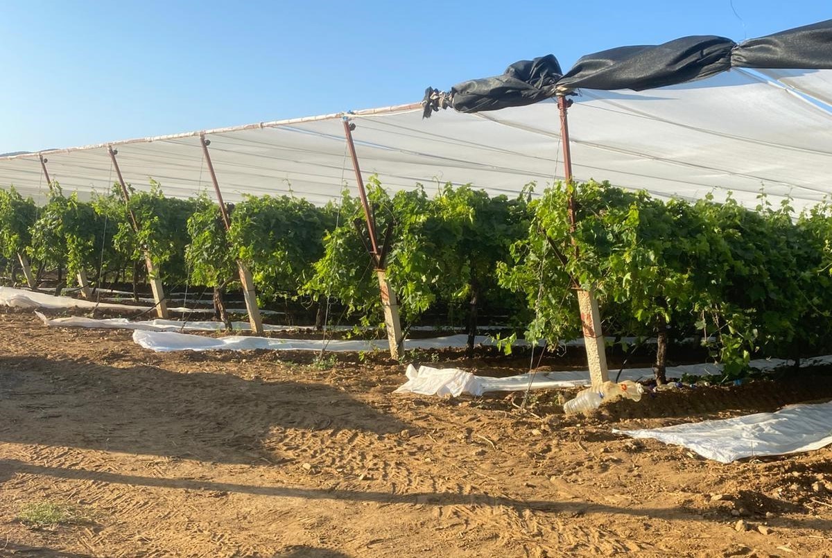 Sarıgöl’de üzüm bağları örtü altına alınıyor