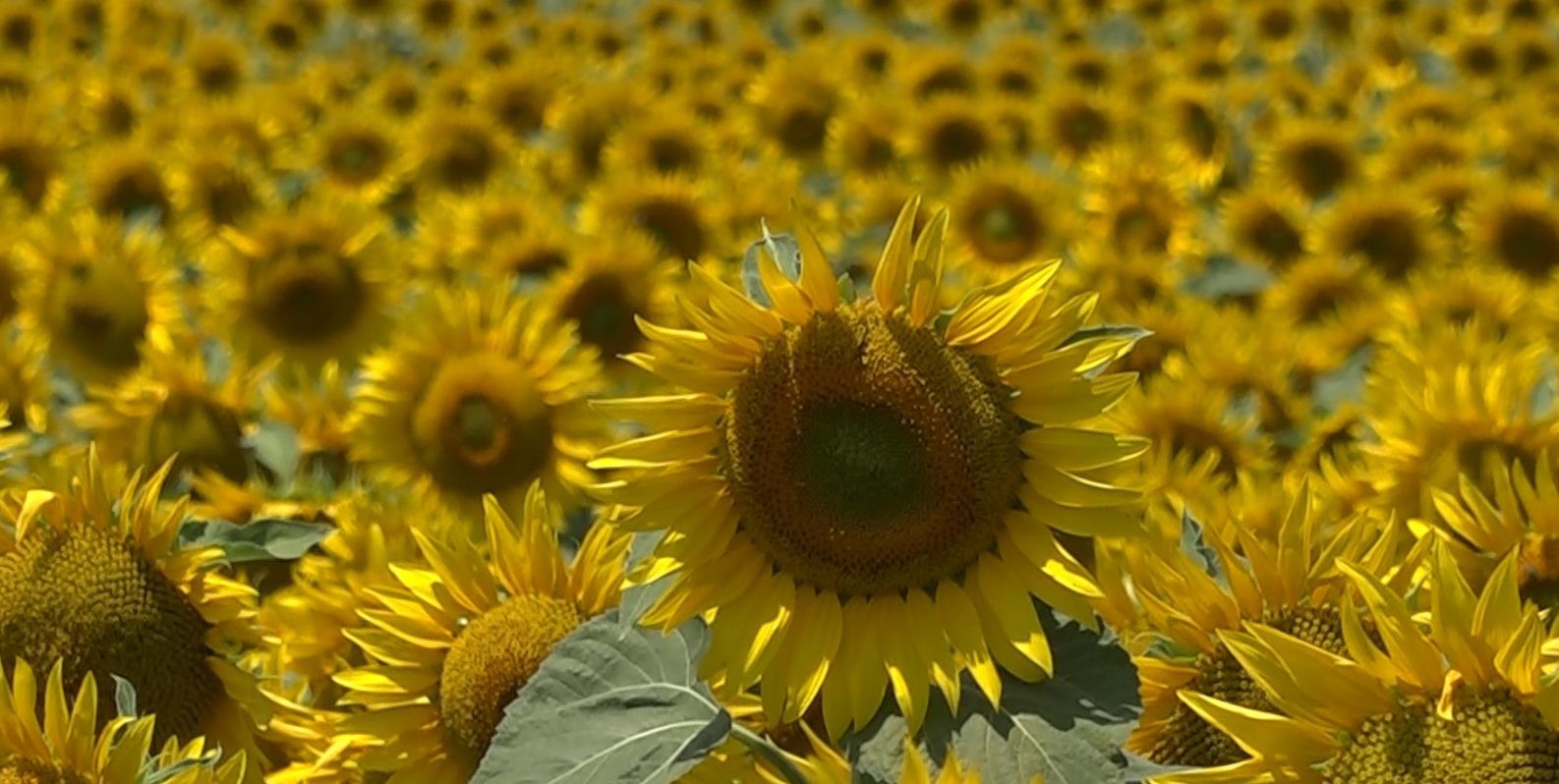 Ayçiçek üreticileri yağış bekliyor